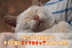 【どこで？値段は？】タイで猫にマイクロチップを入れてみた。
