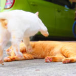 ネコラボ#58「マクロ、チャンツー、モチ」