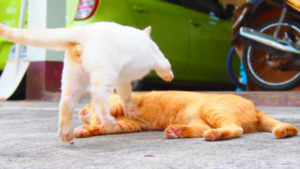 ネコラボ#58「マクロ、チャンツー、モチ」