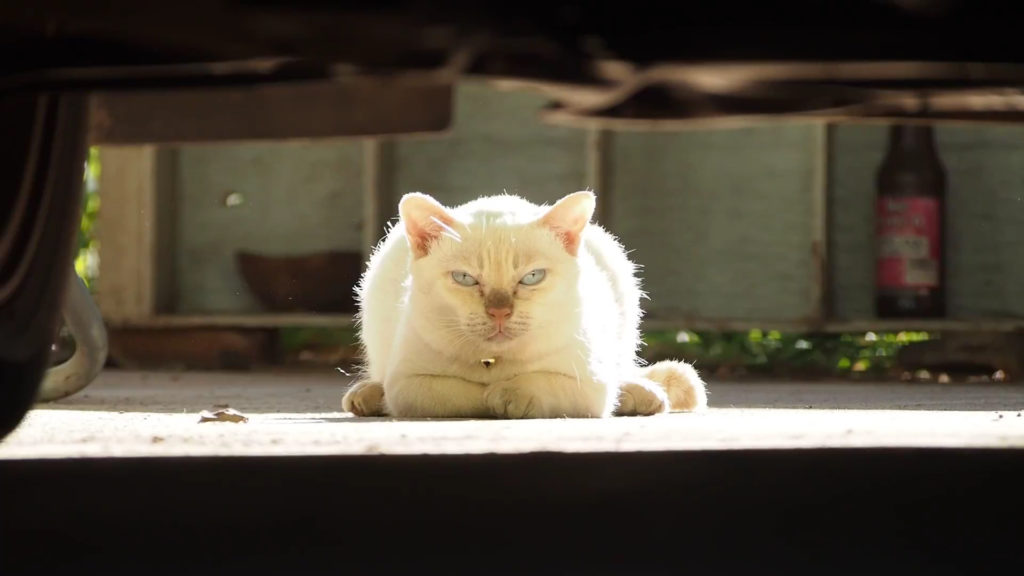 【ネコラボ＃56 】よく動くチャンツーと全く動かないモチ