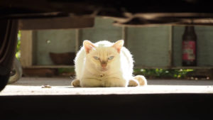 【ネコラボ#56 】よく動くチャンツーと全く動かないモチ