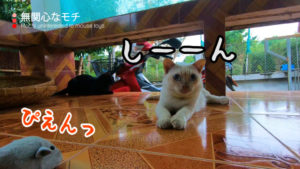 可愛いモチの動画盛り合わせ【ネコラボ#60】