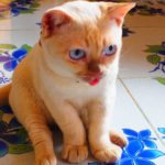 【小猫症】2020年12月 ドワーフキャットのモチ動画