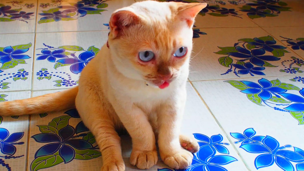 【小猫症】2020年12月 ドワーフキャットのモチ動画