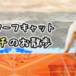 モチのお散歩【ネコラボ＃61】