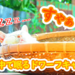 【ネコラボ#63】いつもの籠の中で眠るモチ