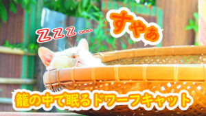 【ネコラボ＃63】いつもの籠の中で眠るモチ