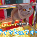 【ネコラボ#62】タイのゴールドショップで見かけたスコティッシュフォールドが可愛い!