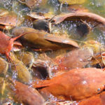 【タイの田舎で暮らそう】ローカルを10km走って巨大魚とハトにエサをあげにいってみた