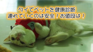 【犬猫】タイでペットを健康診断に連れていくのは安全？お値段は？