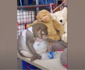 タイの「メタボ猿」再び!ゴジラと名付けられた超肥満サルが可愛そう…