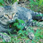 【ネコラボ#64】近所のボス猫登場!タイ猫には珍しい真ん丸顔が可愛い