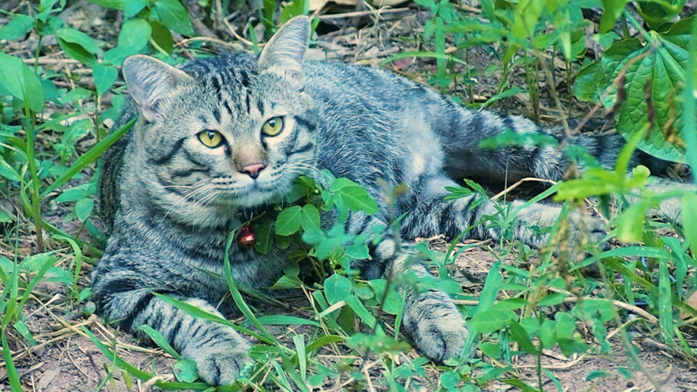 【ネコラボ＃64】近所のボス猫登場！タイ猫には珍しい真ん丸顔が可愛い