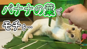 【ネコラボ＃65】バナナの葉とモチ