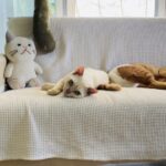 猫の尿マーキング対策に!タイでも買える「フェリウェイ:FELIWAY」を使ってみた