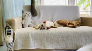 猫の尿マーキング対策に!タイでも買える「フェリウェイ:FELIWAY」を使ってみた