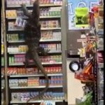 【動画&画像】タイのコンビニ 恐ろしいモンスターの襲撃を受ける