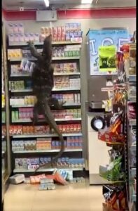 【動画&画像】タイのコンビニ 恐ろしいモンスターの襲撃を受ける