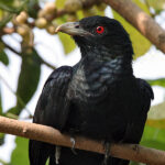 「ふーいふーい」と鳴く🐦タイでよく聞くあの声の正体が判明!!【鳥】