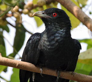 「ふーいふーい」と鳴く🐦タイでよく聞くあの声の正体が判明!!【鳥】