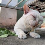 愛猫家 大歓喜!タイに生えてる草にマタタビみたいな効果があることについて