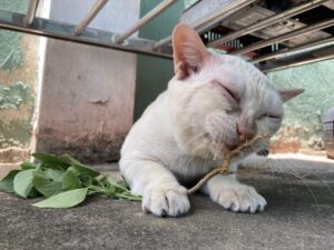 愛猫家 大歓喜！タイに生えてる草にマタタビみたいな効果があることについて