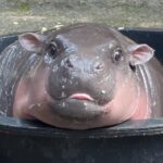 ムーデンで大人気のコビトカバ!タイのどこで会える?