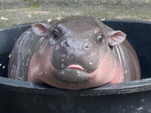ムーデンで大人気のコビトカバ!タイのどこで会える?